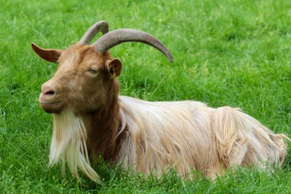 Goat Barns 