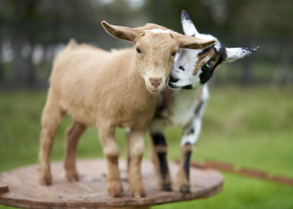 Cross-Species
